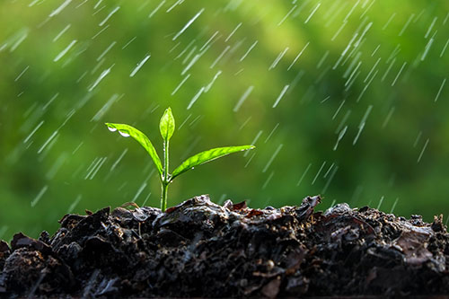 ARP rain website1