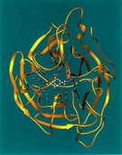 La neuraminidase, une enzyme située sur la surface des virus de la grippe La neuraminidase, une enzyme située sur la surface des virus de la grippe