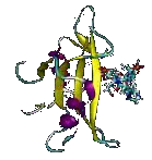 Conformation possible du domaine SH2 avec un ligand Conformation possible du domaine SH2 avec un ligand
