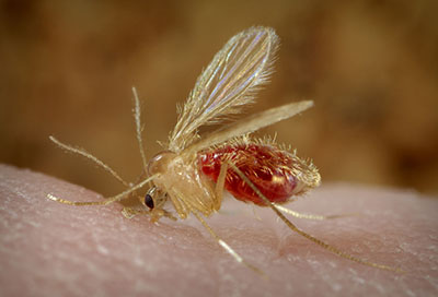 leishmaniose moustique