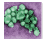grippe3