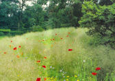 Prairie naturelle Prairie naturelle